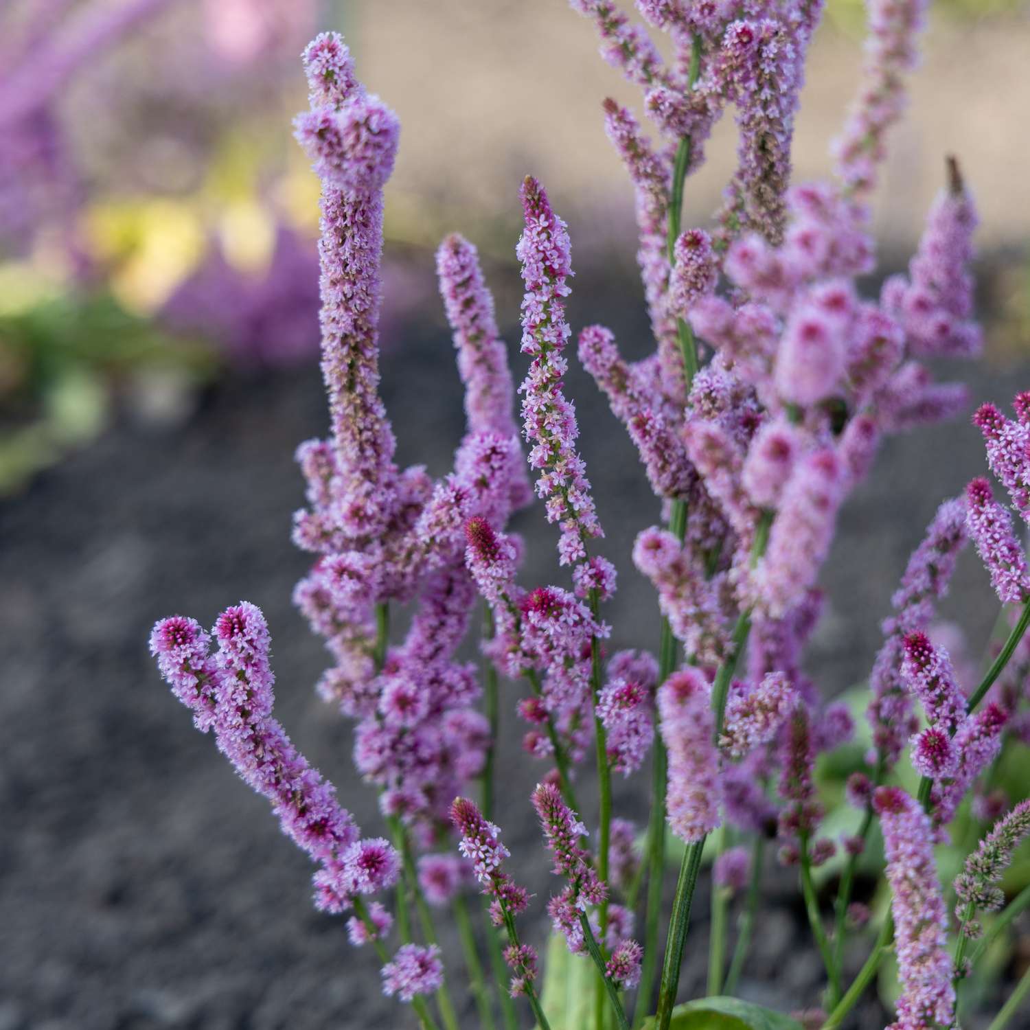 Statice suworowii 'Pink Pokers' (graines)